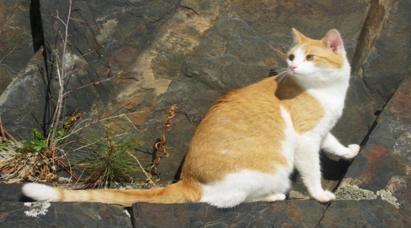 Besplatna akcija Udruge O i veterinarskih stanica sa područja HBŽ