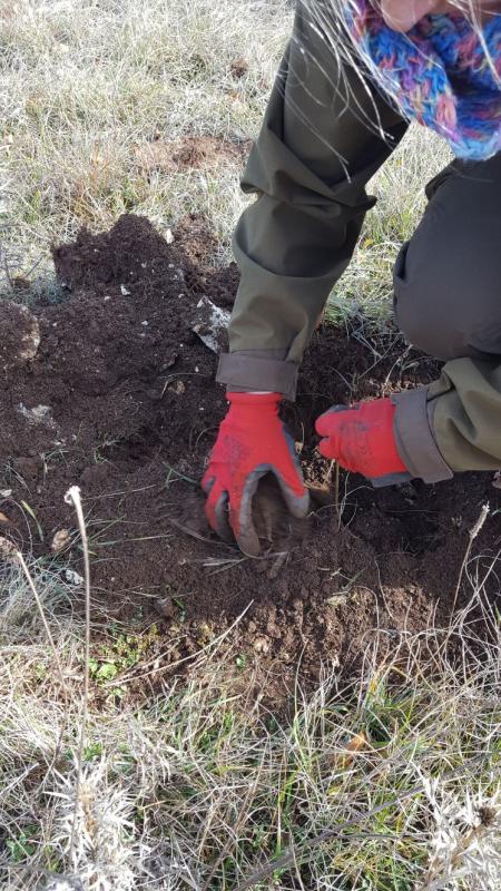 ŠUMARIJA LIVNO: Završeno pošumljavanje planirano za 2017. godinu.