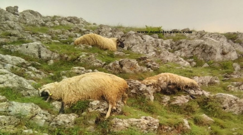 FOTO : GROM DANAS USMRTIO VIŠE OVCA IZNAD DUVANJSKOG SELA KOVAČA