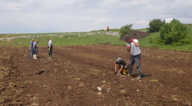 Tomislavgrad: Niču novi vinogradi u duvanjskom kraju, posađeno 1800 sadnica