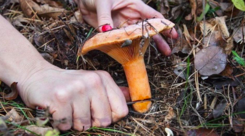 Od jedne vrste gljiva, jesenskog vrganja, po sezoni nam ostane “čisto” 2000 KM