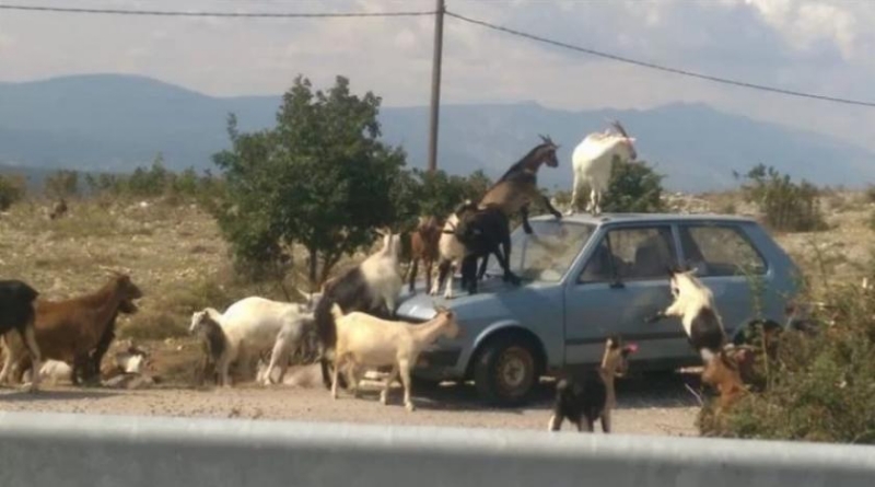 Kamešnica: Stado koza traži svog pastira!