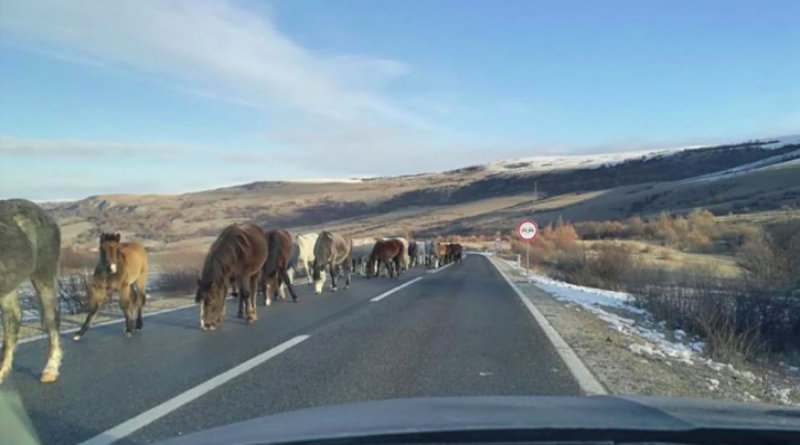 Uz prometnicu Livno-Šujica pronađen raskomadan divlji konj