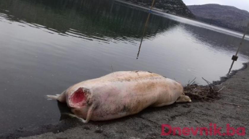 FOTO  Užas u Neumu: Po jezeru Vrutak plutaju leševi svinja iz RS-a