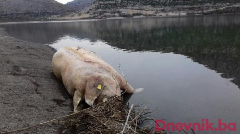 FOTO  Užas u Neumu: Po jezeru Vrutak plutaju leševi svinja iz RS-a