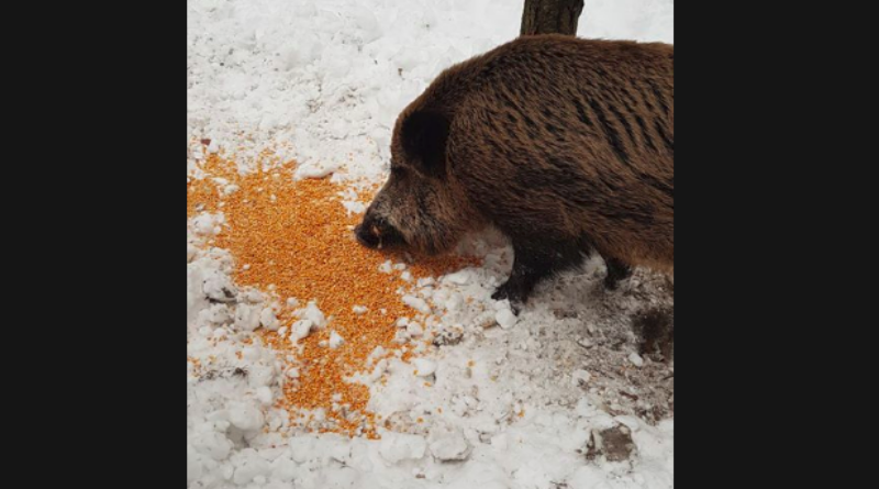 FOTO: Livanjski lovci pomažu divljim životinjama preživjeti zimu