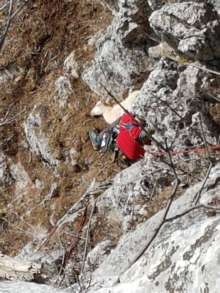 Članovi GSS HBŽ od jutros spašavali koze s litica Velikog Samograda!