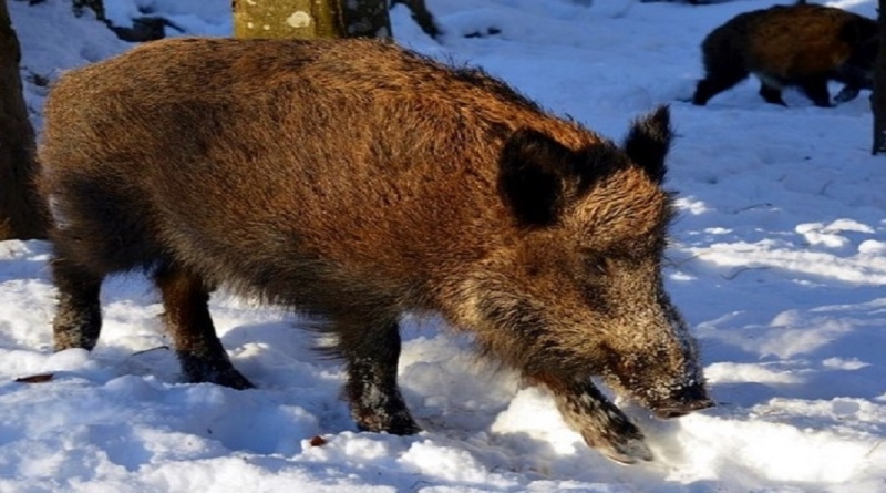 Prestanak zabrane svih vrsta lovnih aktivnosti svim korisnicima lovišta Hercegbosanske županije