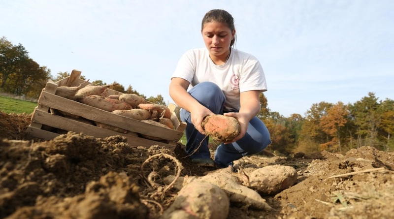 NAPUŠTANJE BIH Odlasci probudili svijest ljudi, poljoprivreda opet zaživjela