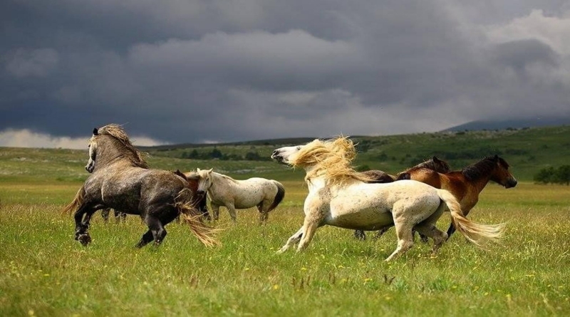 Livanjsko polje i vjetrenica postaju zaštićena područja