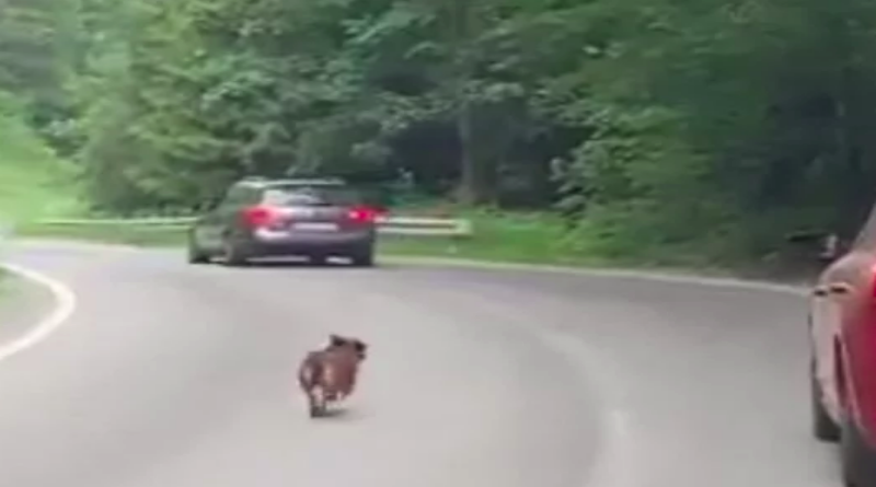 BIH: Izbacili psa iz auta. Trčao je za njima, ali ih nije stigao (VIDEO)