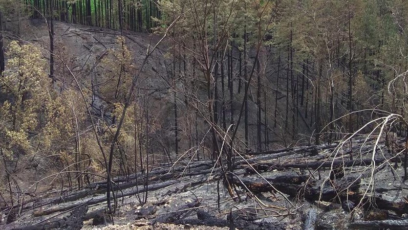 Požar na području Bosanskog Grahova