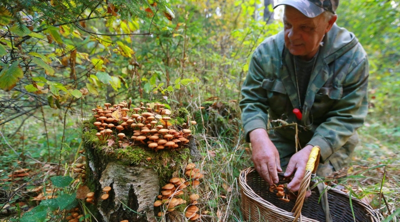 Pazite ako berete gljive: Najotrovnija zelena pupavka, a najmanje otrovna muhara