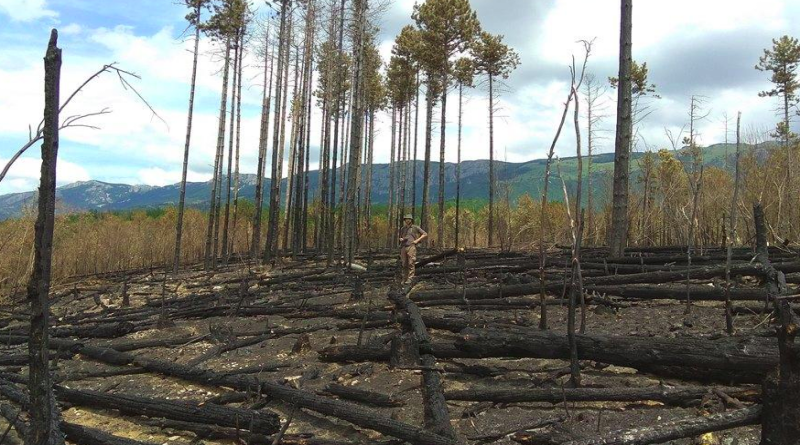 Požar na području Bosanskog Grahova