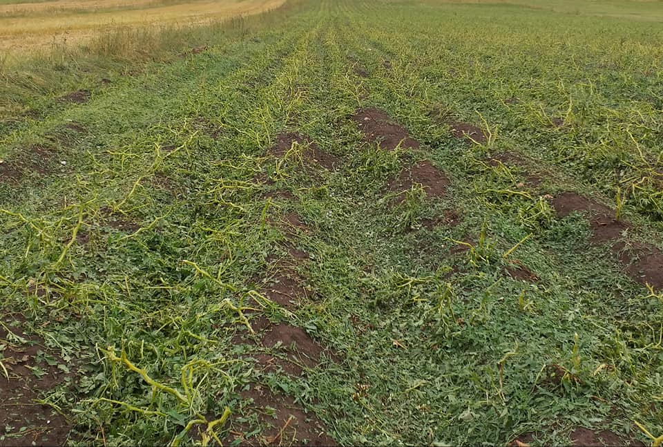 GLAMOČ: Krupa jučer pogodila glamočka sela, uništen krumpir i žitarice (FOTO)