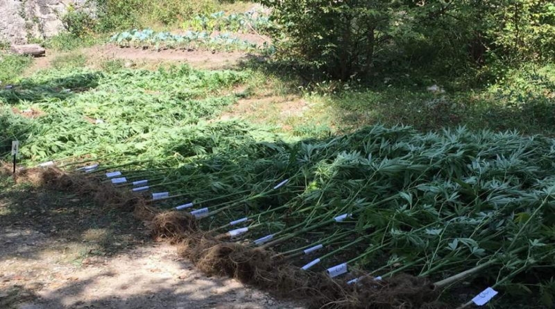 U Posušju otkrivena plantaža marihuane: Uhićen dok je zalijevao biljke