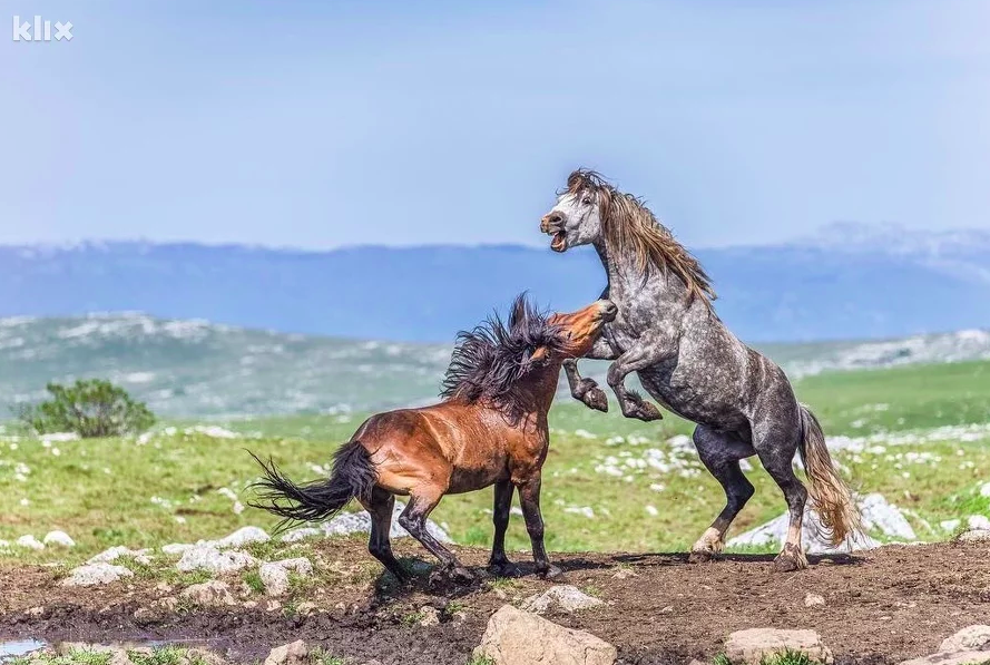 Marin Mamuza se vratio u Livno i niže uspjehe u turizmu i profesionalnoj fotografiji