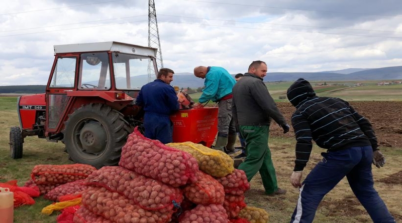 GLAMOČ: Očekuju 60 tona krumpira, a za tržište se ne boje jer već godinama rade za istoga kupca