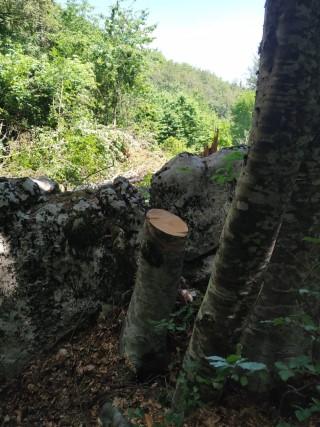 FOTO: Redovitim monitoringom uočene šumske štete na g. j. Kamešnica (Potajnica)