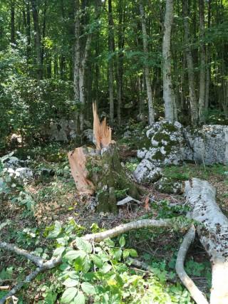 FOTO: Redovitim monitoringom uočene šumske štete na g. j. Kamešnica (Potajnica)