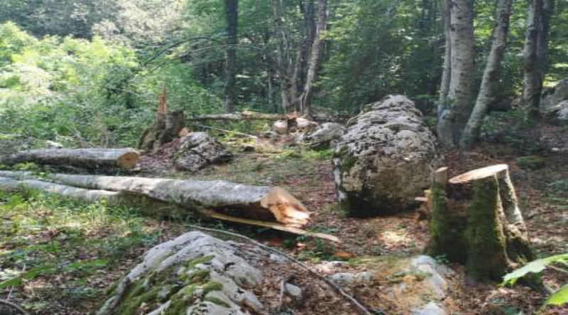 FOTO: Redovitim monitoringom uočene šumske štete na g. j. Kamešnica (Potajnica)