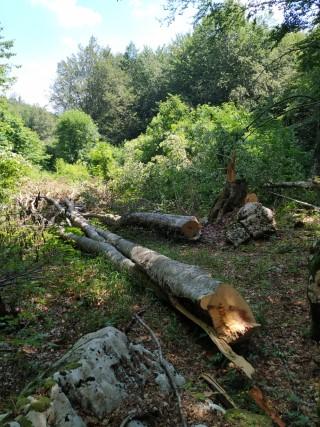 FOTO: Redovitim monitoringom uočene šumske štete na g. j. Kamešnica (Potajnica)