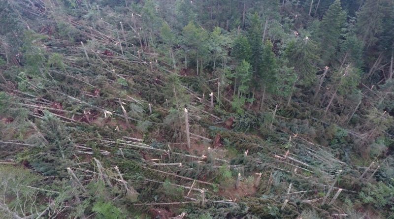 GLAMOČ: Vjetrolom u gospodarskoj jedinici Staretina Golija