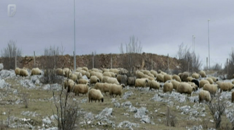 Bruceloza nije iskorijenjena u Hercegbosanskoj županiji