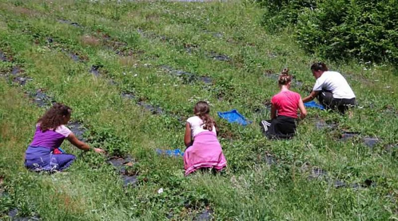 Dnevnice od 40 do 80 KM, ali sezonaca nema: 'Mladi se srame posla na njivi'