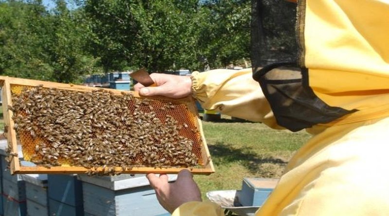 Još jedna loša sezona za pčelare u BiH, meda za prodaju teško da će biti