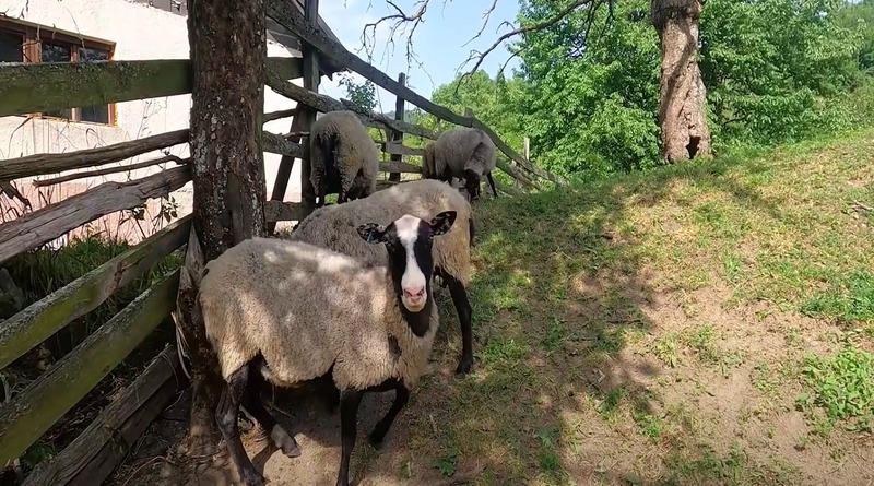 BiH:  Ovca za godinu ojanjila osmero janjadi