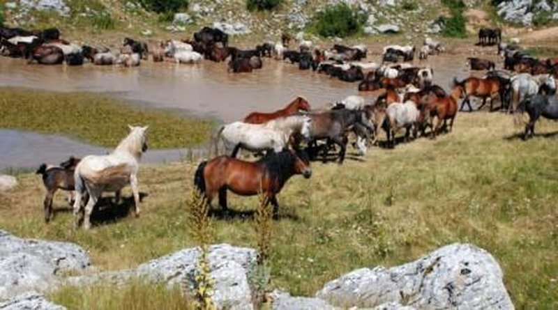 LIVNO: Javni poziv za izbor pravnih i fizičkih osoba za stručni nadzor nad divljim konjima