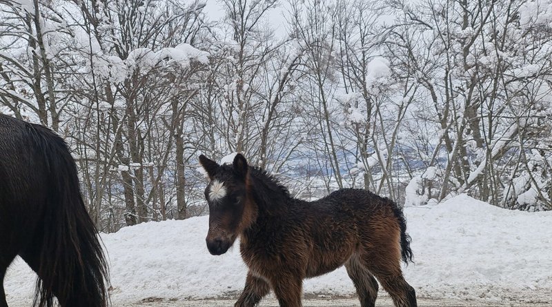 HBŽ: Divlji konji izašli na cestu