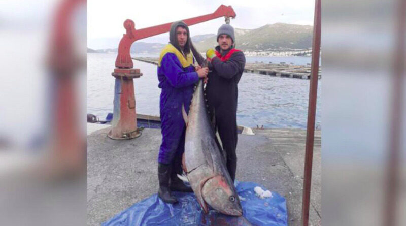 U Neumu ulovili tunu tešku 85 kg