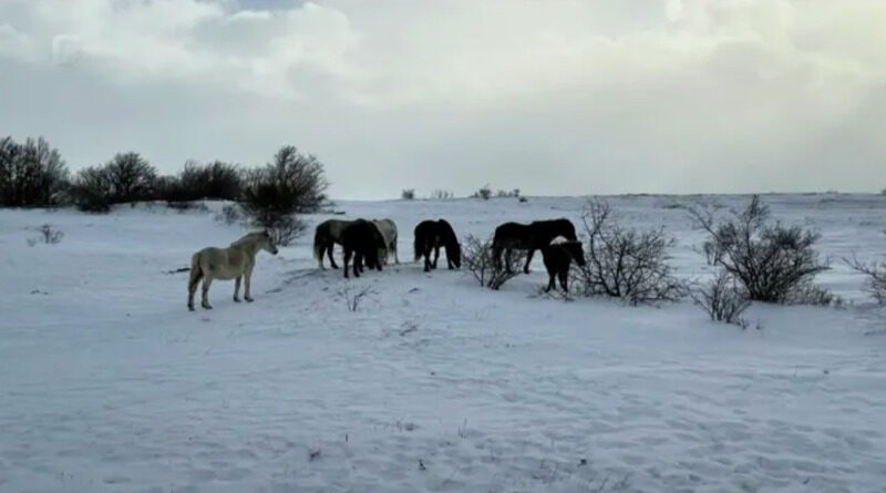 Svaki dan se smanjuje broj livanjskih divljih konja, neophodno ih je zaštititi / VIDEO