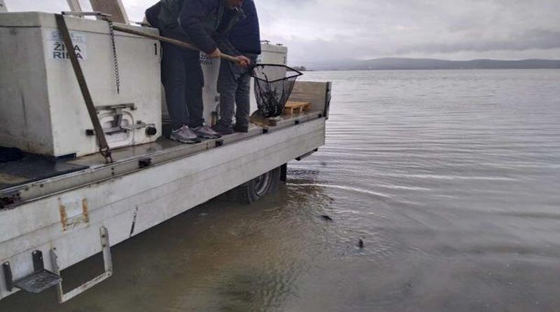 Nakon 30 godina tvrtka OBrEEn d.o.o. Livno poribila Buško jezero sa šaranskom mlađi