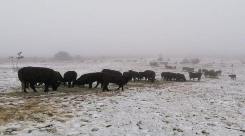 LIVNO: Krave nadmudrile čopor vukova