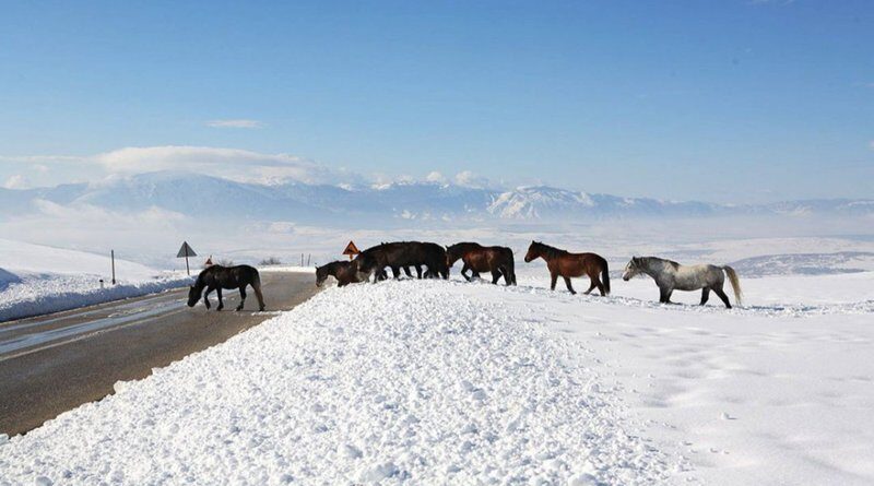 Divlji konji često izlaze na prometnicu Livno - Šuica