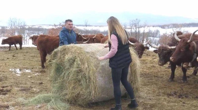 TOMISLAVGRAD: Obitelj Ljubas iz Roškog polja, od stočarstva se može dobro živjeti